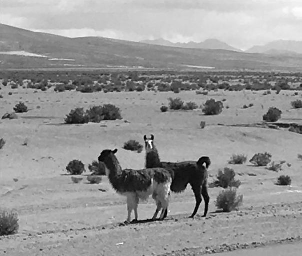 GP 3 Image 1 for Bolivia